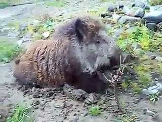 görün zalım domuz nasıl kazıyor