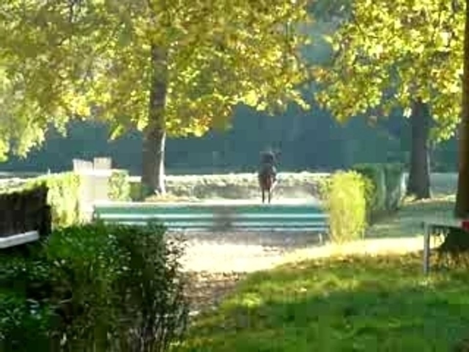 prine saut bullfinch