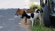 C?n c?nh video ph?i gi?ng ch nh?t. Street dogs mating competition. Dog mating season part 013