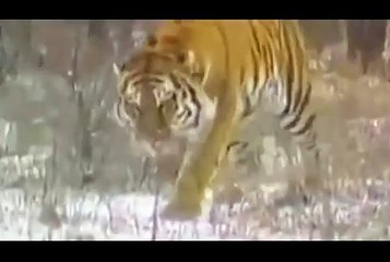 Leopard vs pitbull. Puma chien dattaque. Jaguar, Tiger, Les animaux sauvages tuent les ch