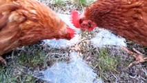 Chickens Confused by Piece of Ice Blocking Their Food