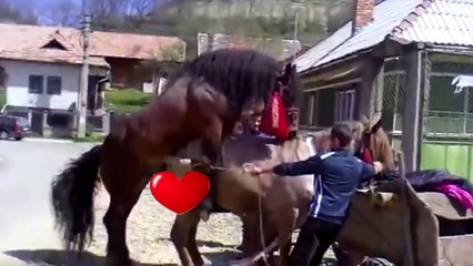 And while playing power training beef cattle bull races