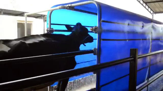 Automatic cleaning cow Machine made intelligent Technology in the milking. Intelligent farming feed