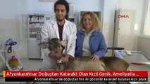 Afyonkarahisar Doğuştan Katarakt Olan Kızıl Geyik, Ameliyatla Görmeye Başladı