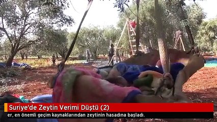 Suriye'de Zeytin Verimi Düştü (2)