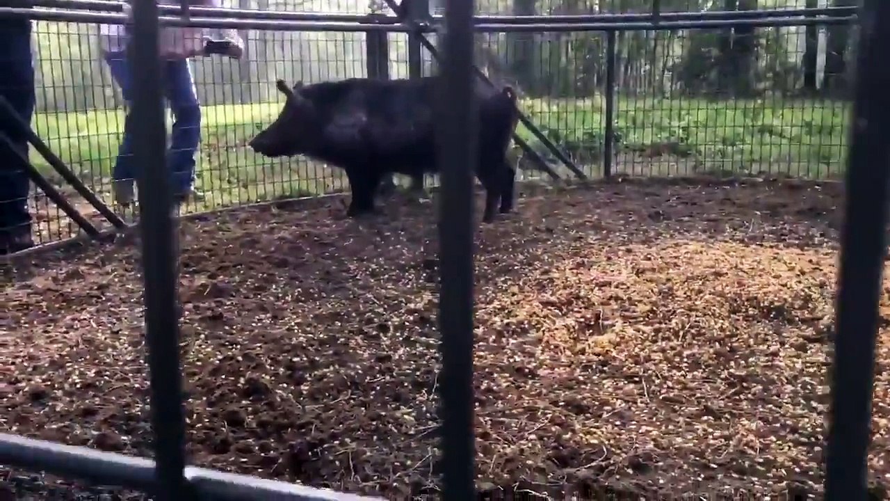 Automatic cow crazy Machine milking intelligent Technology Intelligent farm sheep shearing pig