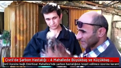 Çivril'de Şarbon Hastalığı - 4 Mahallede Büyükbaş ve Küçükbaş Hayvanların Aşılanmasına Başlandı