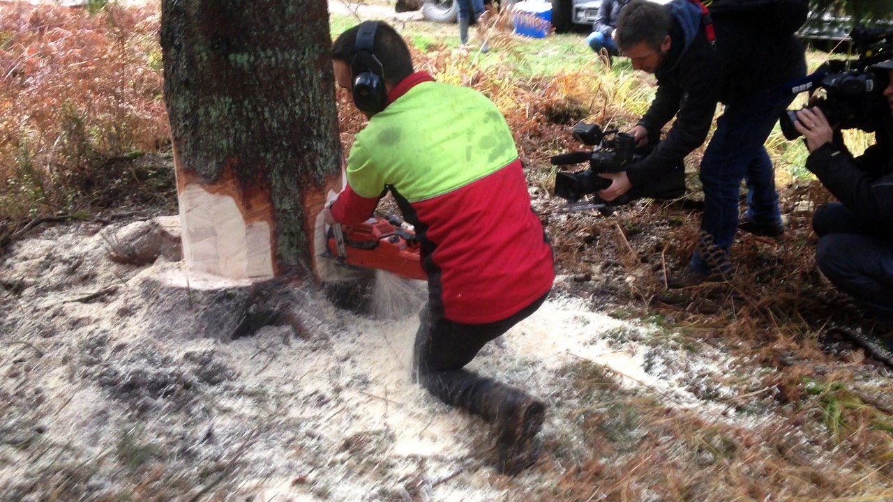 Le sapin de Noël de la Grand-Place de Bruxelles a été coupé ce jeudi matin à Eupen