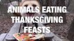 Animals Eating Thanksgiving Feasts