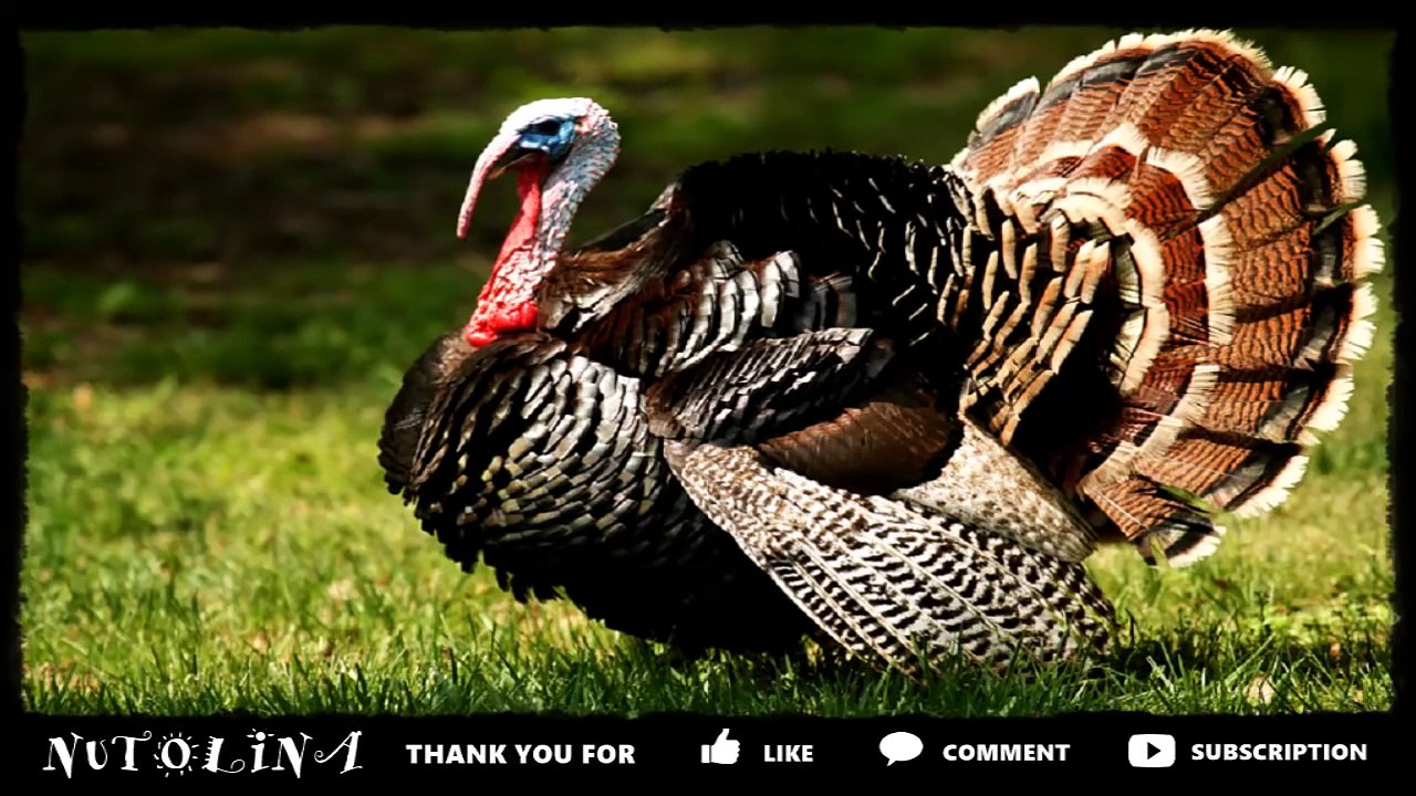 Tierstimmen für kleinkinder / Tiergeräusche für baby