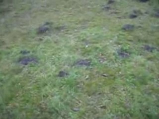 Hund - Deutscher Boxer beim spielen