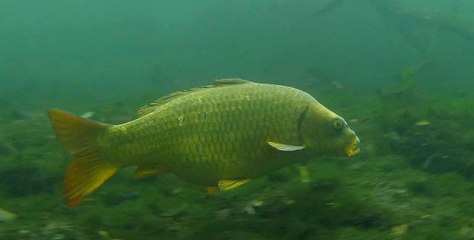 la carpe dorée et la larve de phrygane.prproj