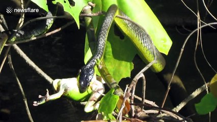 Tree snake catches green tree frog in Daintree Rainforest