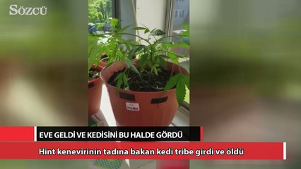 Sahibi eve gelince kedisini ölü buldu! İşte sebebi...