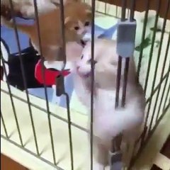 Pack debutant - Ils ont la belle vie les animaux MDRR