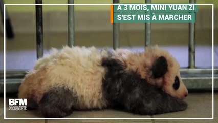 Le bébé de Beauval a fait ses premiers pas