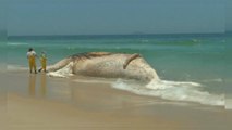 Rio, balena di 30 tonnellate morta in spiaggia: i bagnanti si tuffano come se nulla fosse