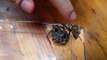 Un ver parasite géant sort du corps de cette araignée Huntsman...