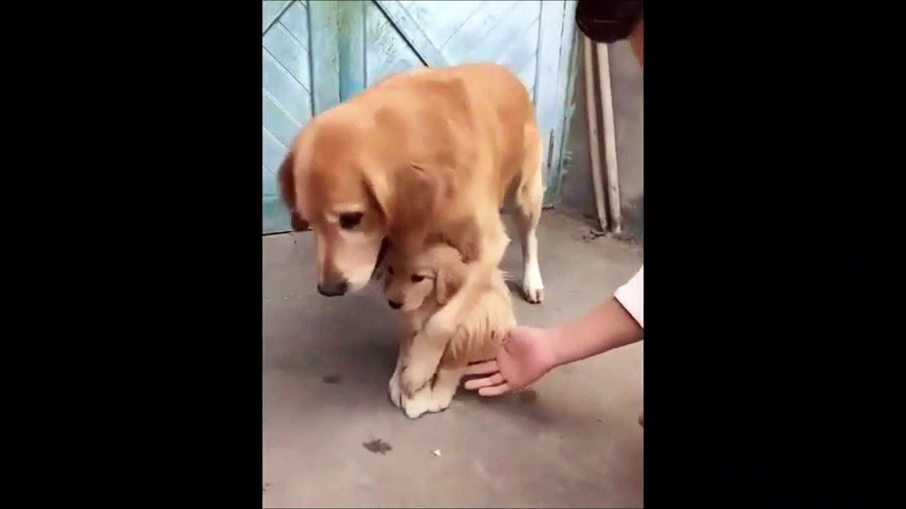 Quand maman chien refuse qu'on touche son petit... Maman possessive