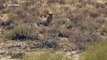 Leopard preys on wild cat in Maasai Mara National Reserve