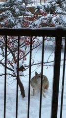Coyote Ventures Out in Pine Lake