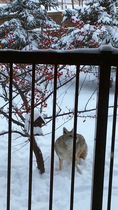 Coyote Ventures Out in Pine Lake