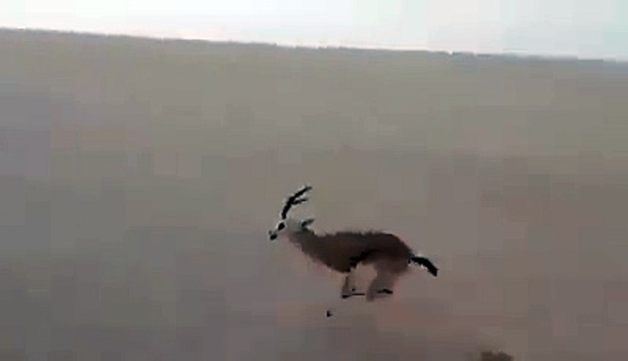 Hot Race of deer in amazing