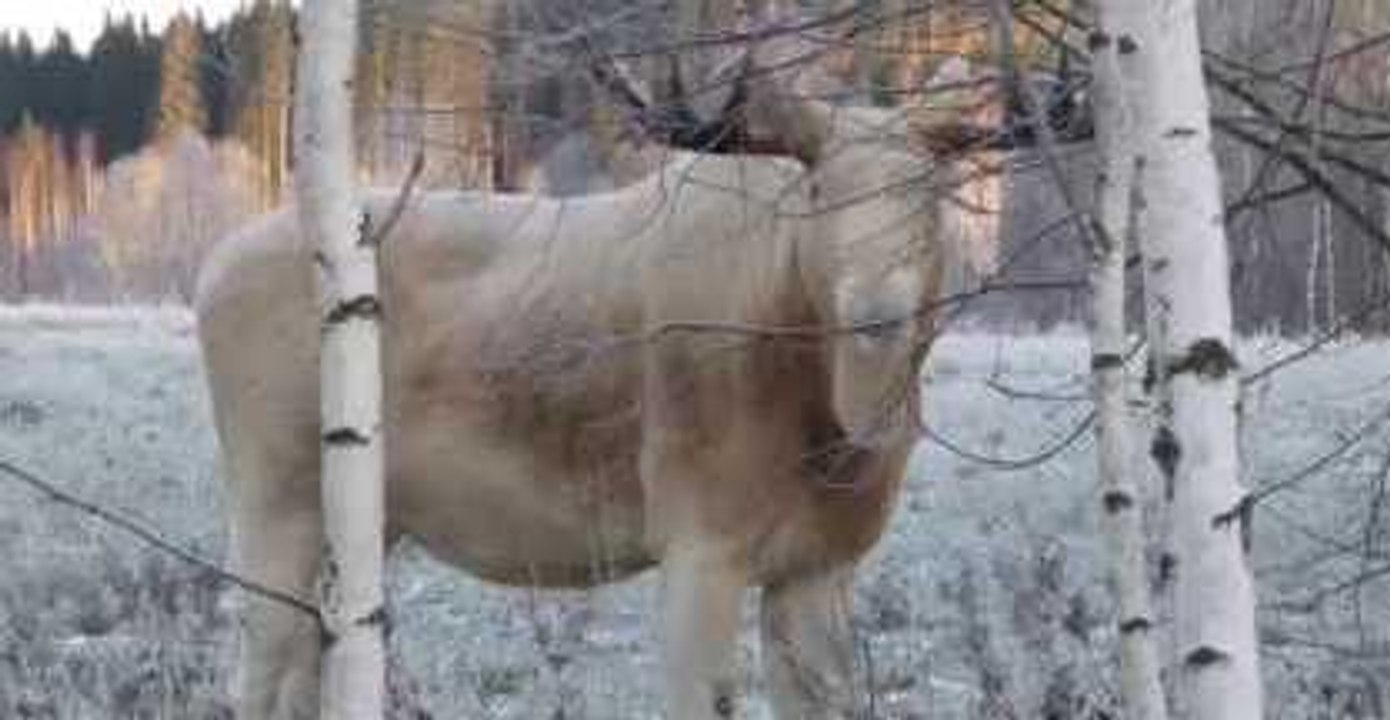 Rare White Moose, Spared From Death, Spotted Feeding in Swedish Forest