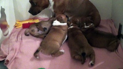 29ème Vidéo Luna et ses Dragons  de STAFFORDLAND