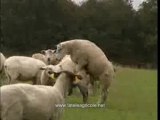 Saute-moutons