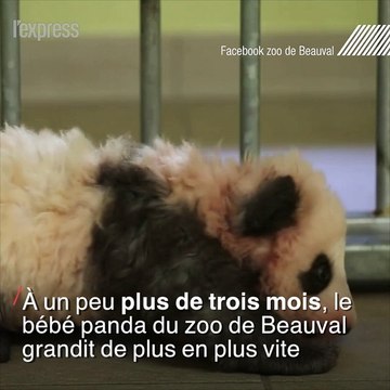 Le bébé panda du zoo de Beauval fait ses premiers pas