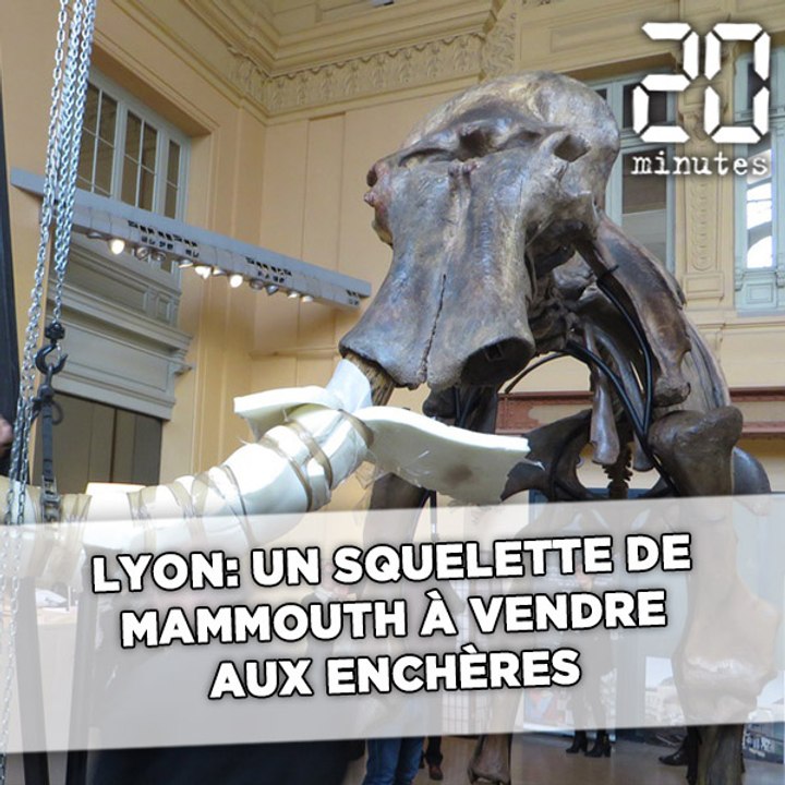 Lyon: Un squelette de mammouth à vendre aux enchères