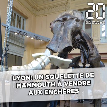 Lyon: Un squelette de mammouth à vendre aux enchères