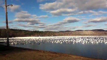 Une vidéo rarissime du décollage de 100.000 oies en formation de vol