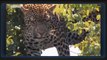 DANGER!! Leopard climbs tree to escape from Angry Buffalo by Dailyvideo 333   2017