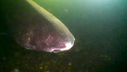 3 Animals That Shockingly Live Hundreds of Years