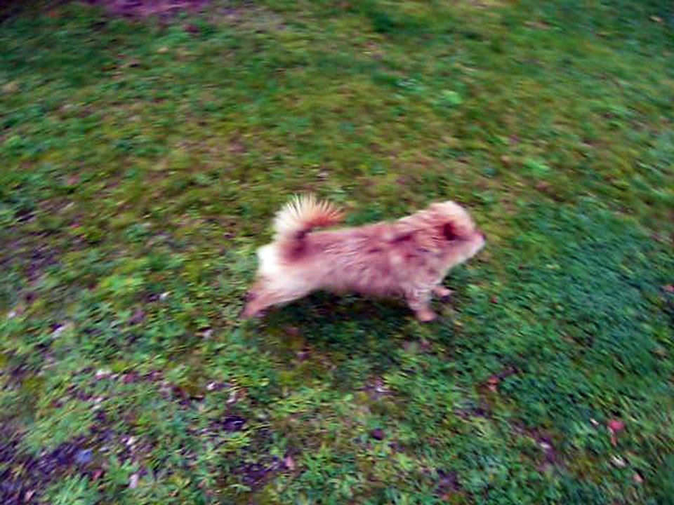 Tilou essaye de récupérer le joujou que Junior lui a piqué !