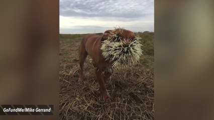 Ces 3 chiens se sont un peu trop approchés d'un porc-epic