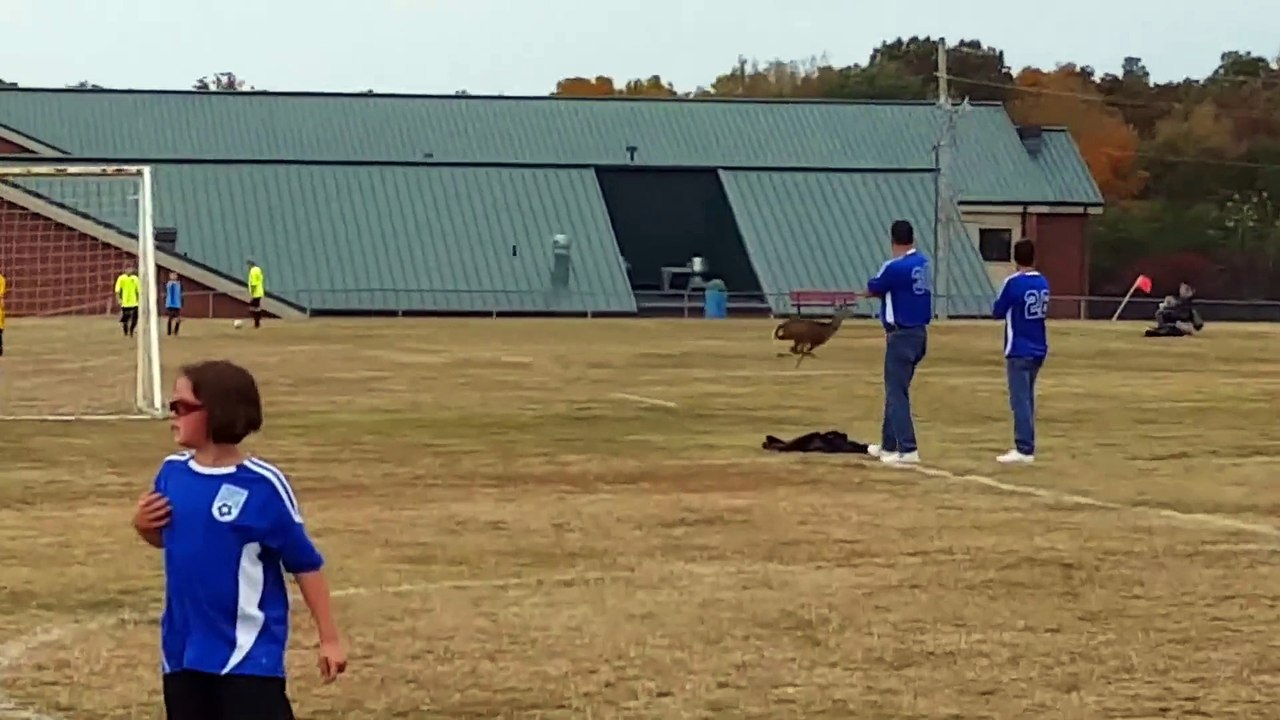 Une biche traverse un terrain de foot et marque...