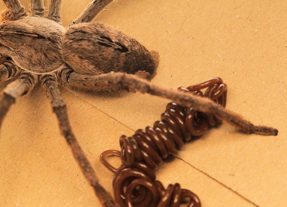 Un ver monstrueux sort de cette araignée... parasite terrifiant