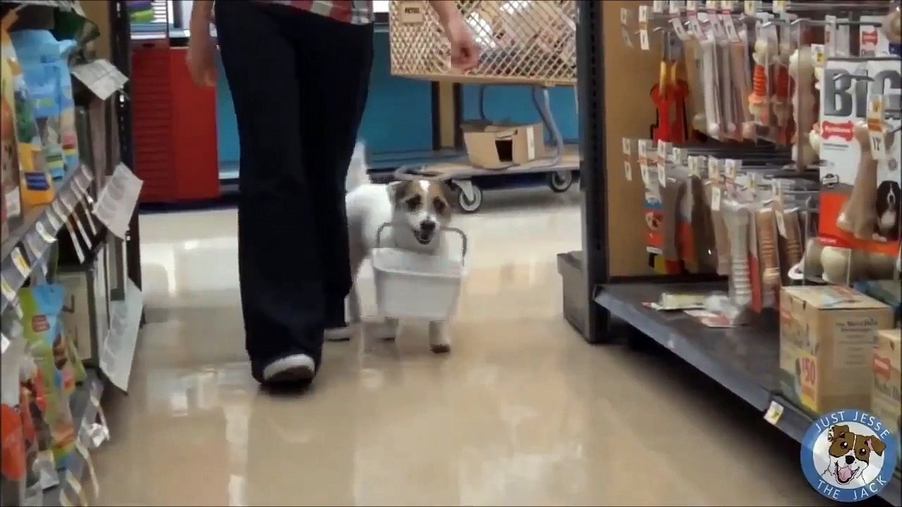 【ギネス公式認定！！】世界一賢い犬