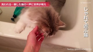 洗われる…察した猫の一声に世界が萌え