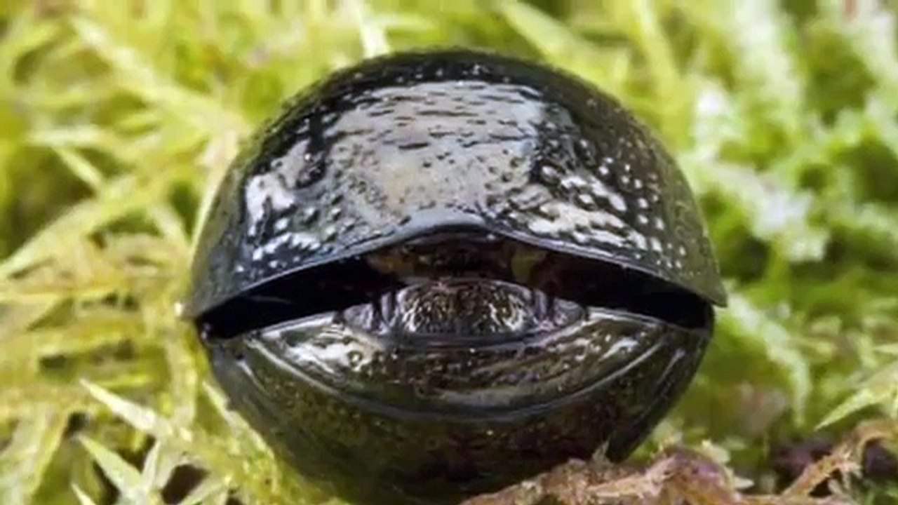 千奇百怪的蟑螂！居然能做宠物哦~