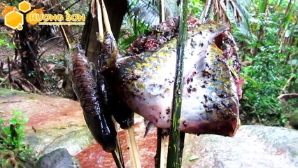 KÝ SỰ RỪNG NƯỚC LẠNH - Tập 6- Bữa tiệc cá suối tại rừng già