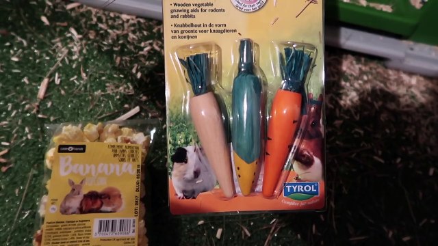 VLOG - 1ère RENCONTRE entre LAPINE et COCHON D'INDE - Le Grand Amour - ❤️