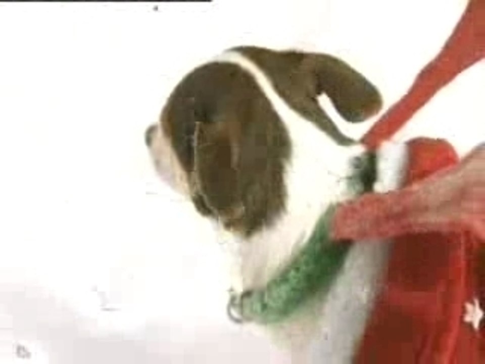 Bearforce1 - Christmas is Here