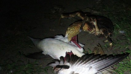 Coconut Crab Attacks Bird