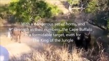Dangerous Cape Buffalo (Black Death) attacks & kills Lions
