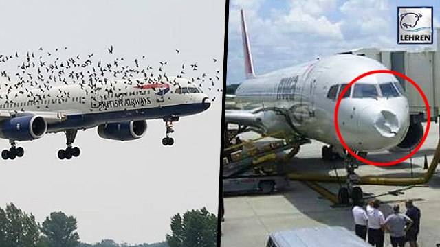 British Airways Airplane Crashed Into A Flock Of Strange Birds | Birds vs Planes