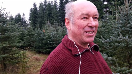 Producteur de sapins de Weyersheim